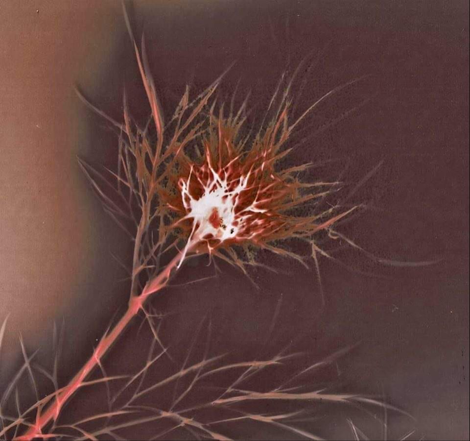 Love-in-a-mist lumen - Helen Billington