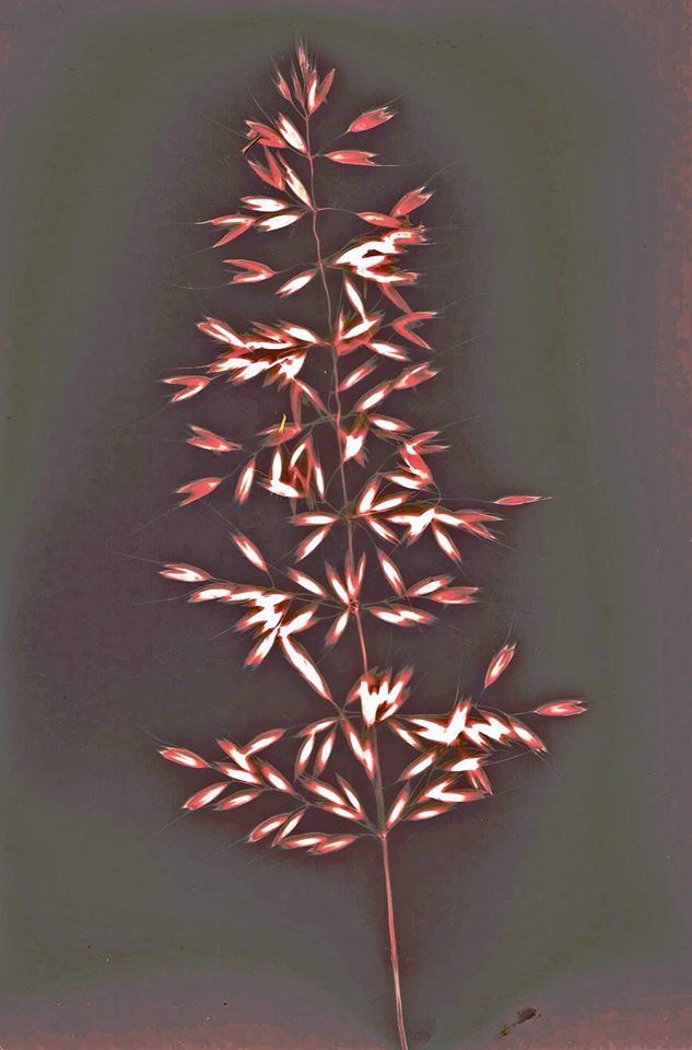 A lumen of a grass. Not much sun here today. - Helen Billington