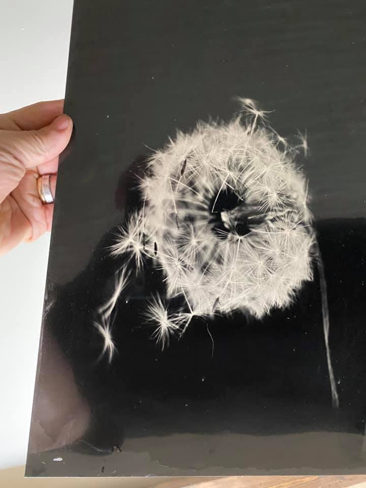 Starting to photograph objects collected on my walks during this period of Covid.  Macro views of nature.  16”x20” and 18”x18” wet plate collodion. - Greg Martin