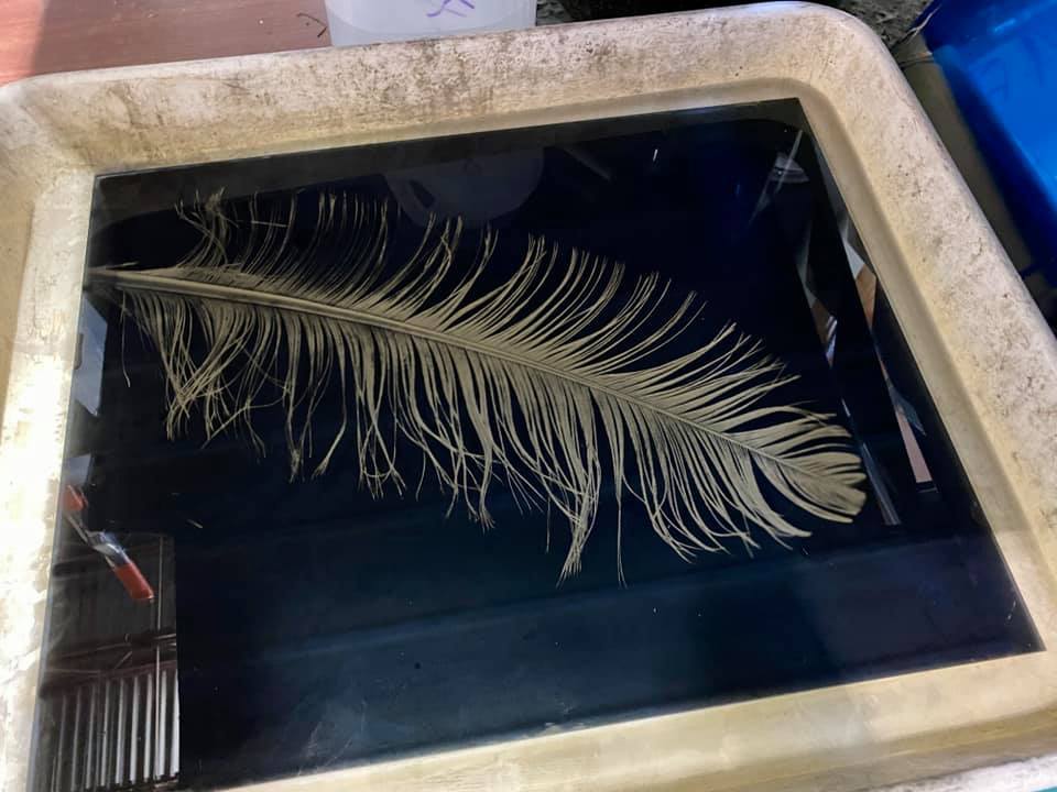 Starting to photograph objects collected on my walks during this period of Covid.  Macro views of nature.  16”x20” and 18”x18” wet plate collodion. - Greg Martin