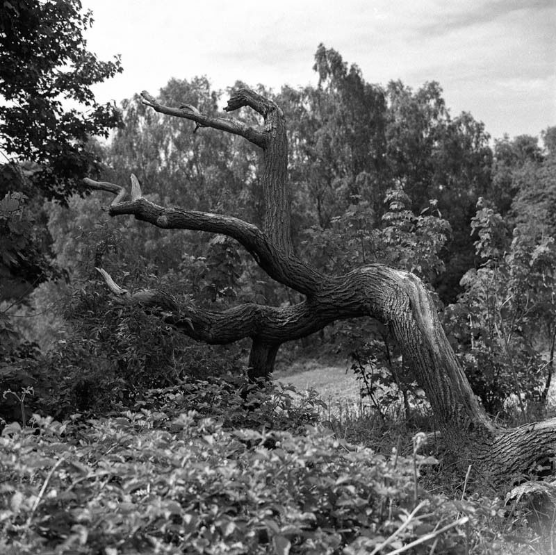 morning stroll in Rushmere Park. strange shaped trees all around. shot on Ilford HP5+ with Bronica S - Ionut Sinescu