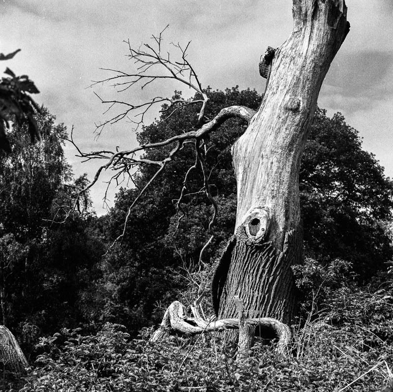 morning stroll in Rushmere Park. strange shaped trees all around. shot on Ilford HP5+ with Bronica S - Ionut Sinescu