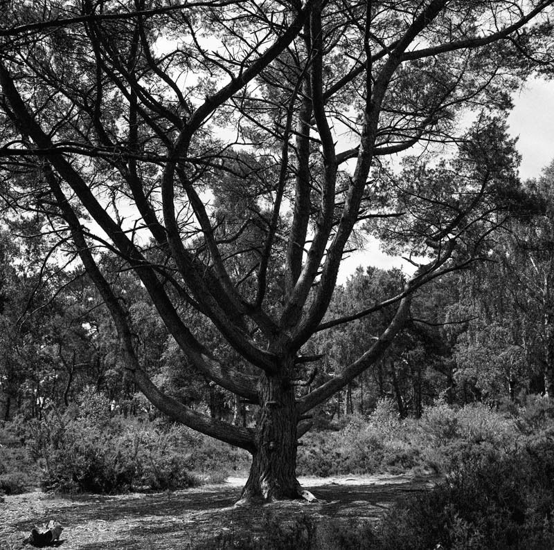 morning stroll in Rushmere Park. strange shaped trees all around. shot on Ilford HP5+ with Bronica S - Ionut Sinescu