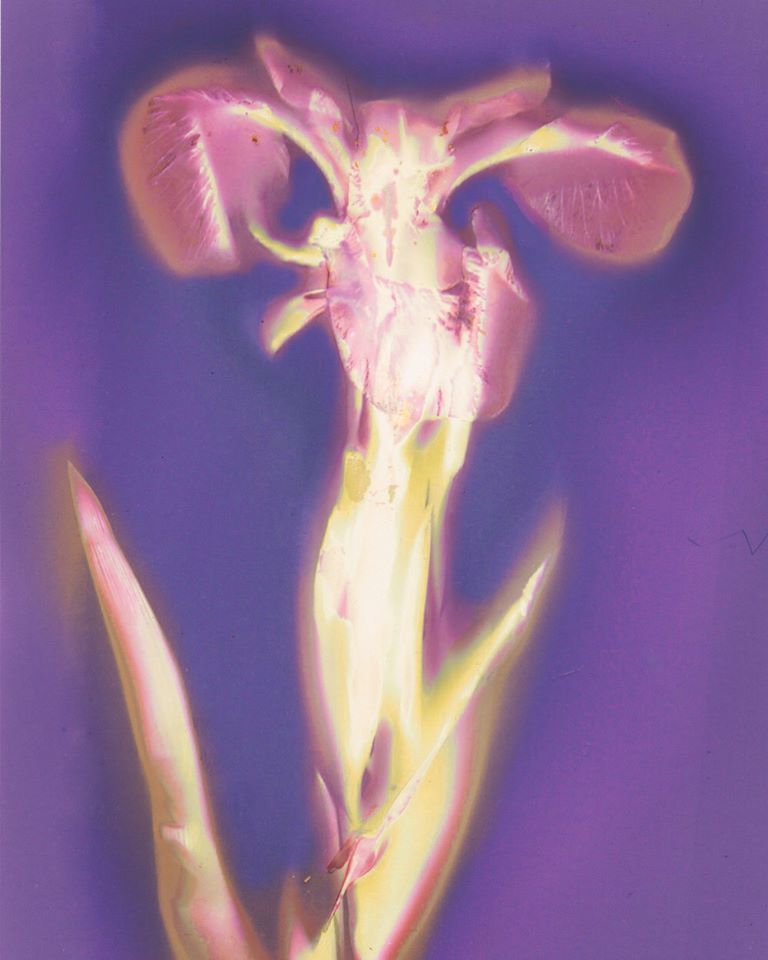 My first crack at a Lumen Print. Although it looks like an alien from a ‘50s Sci Fi movie, it’s actually a wild iris from the woods. - Kate Horsley Brewer