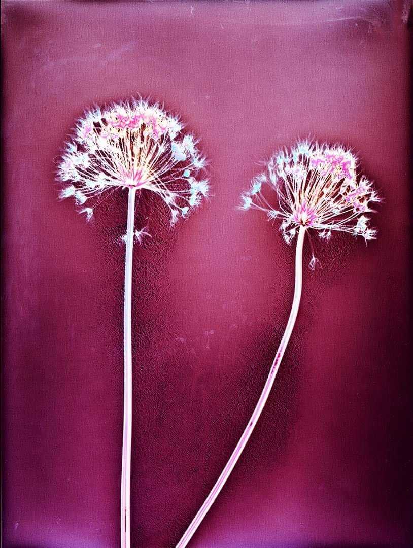 Lumen Print. Alliums on Foma paper 1 hour exposure - Sarah Darke