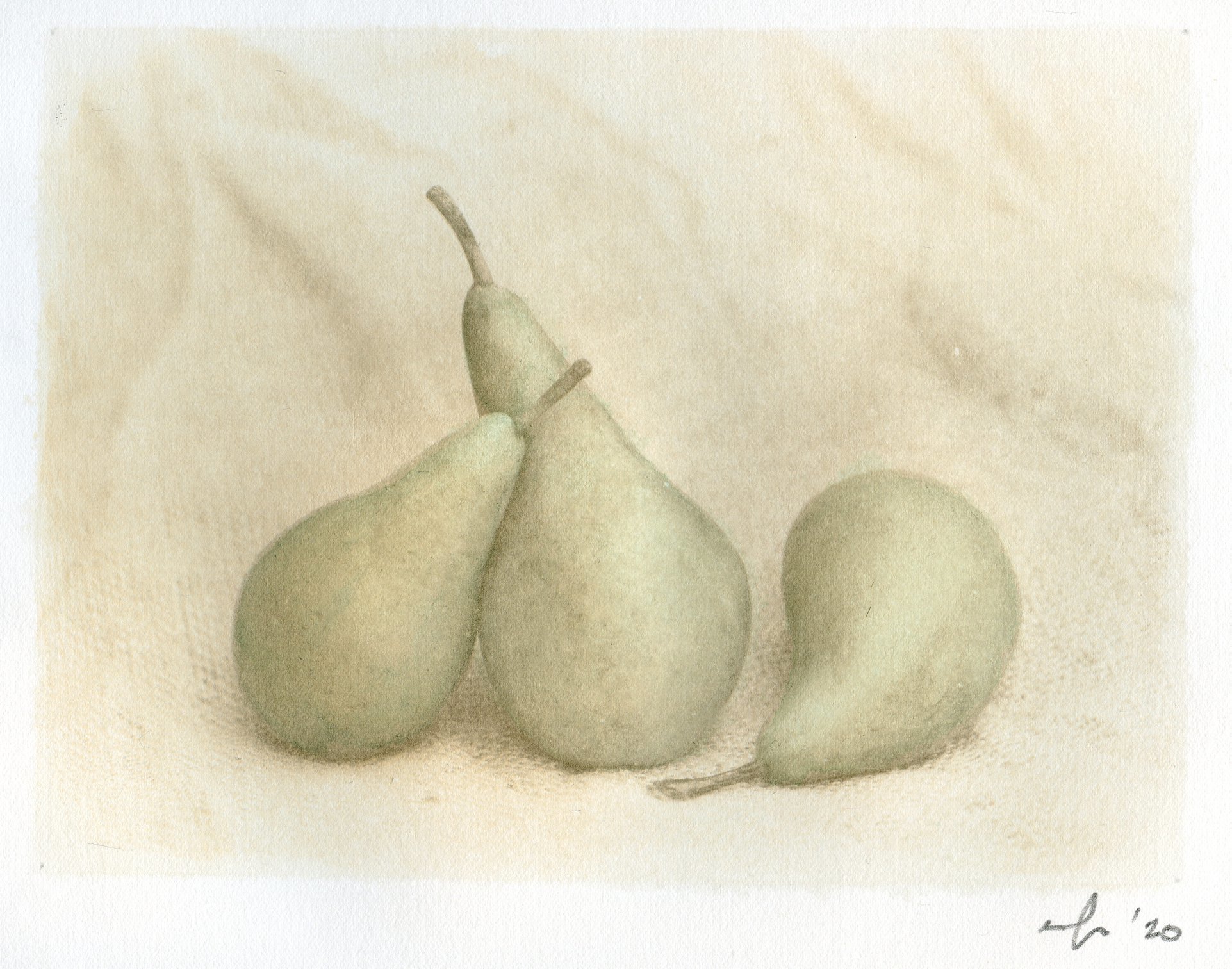 Pears. Two layer gum with a green wash. - John Brewer