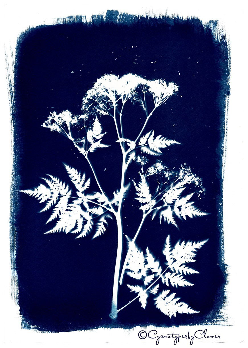 Untitled - Shetland in Blue