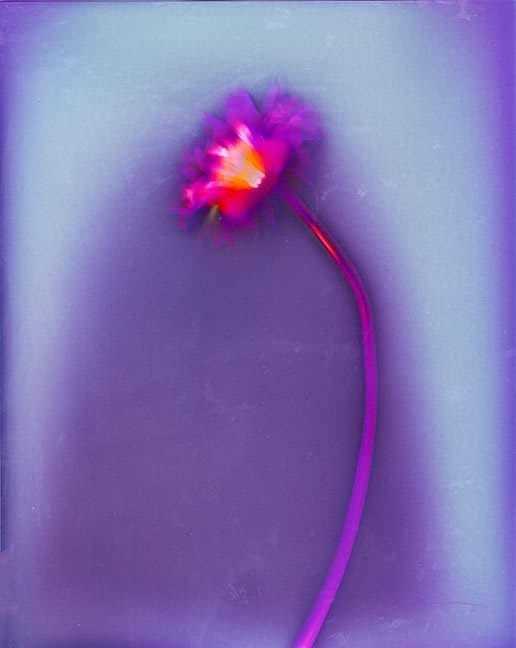Lumen Print. Daisy on Ilford Warmtone FB paper 1 hour exposure - Sarah Darke