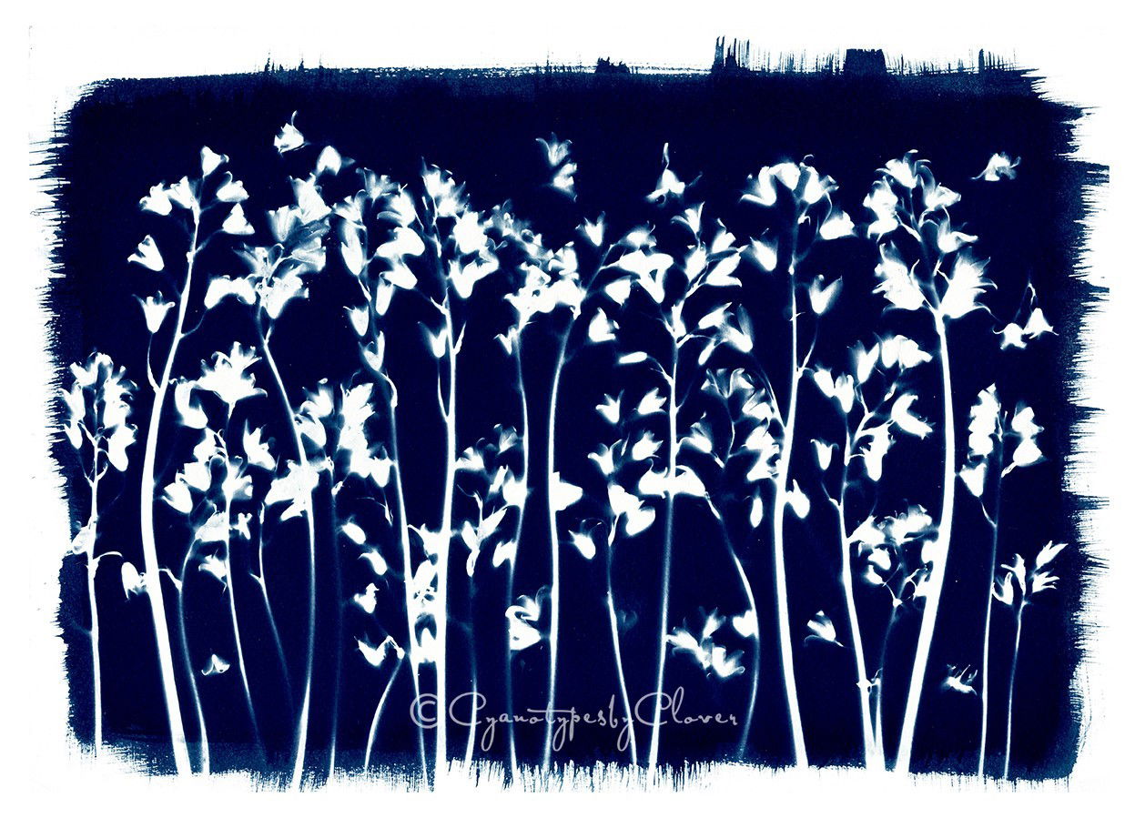Finally can begin to show my Bluebell collection after having the most amazing crop in my garden 🙂 so here is my first Bluebell Cyanotype of 2020. A3 print traditional cyanotype💙 #shetlandartsandcrafts2020 #cyanotype #bluebells - Shetland in Blue