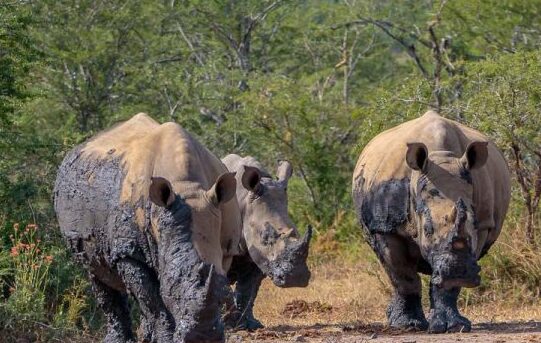SOMETHING TO KNOW BEFORE TRAVEL FOR SAFARI
