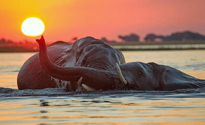 COMBO   PLUS  SAFARI PACKAGES