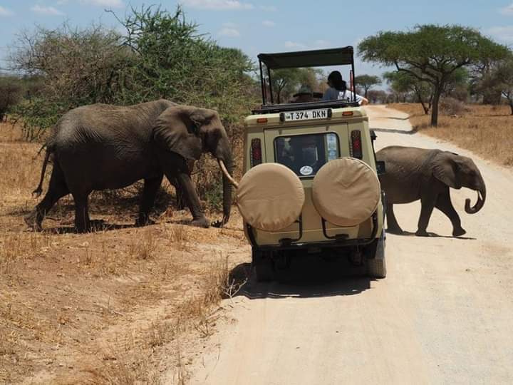14 days Tanzania and Zanzibar  Family Trip