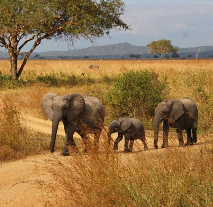 7 Days Tanzania Camping Safaris