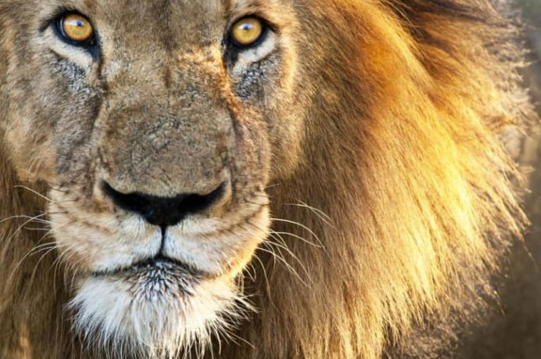 5 Days 4 Nights Mikumi & Ruaha Wildlife Lodge Safari