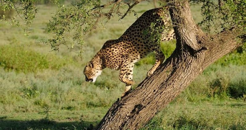 Safari in Southern Tanzania