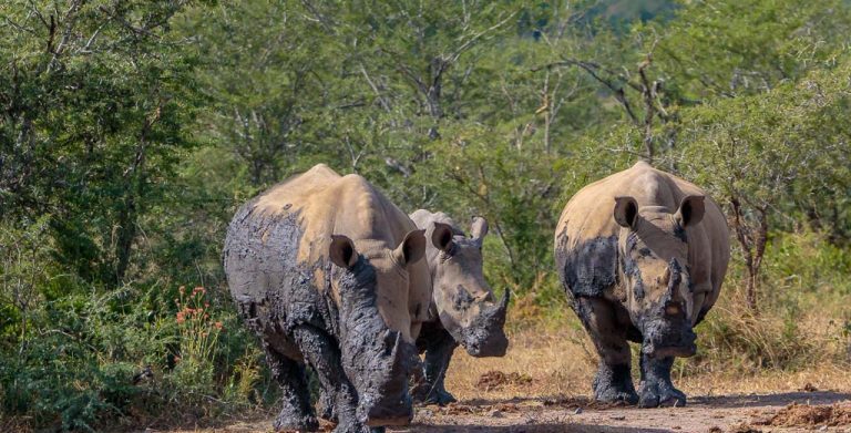 19-DAY KENYA, TANZANIA & UGANDA GORILLA TRACKING SAFARI
