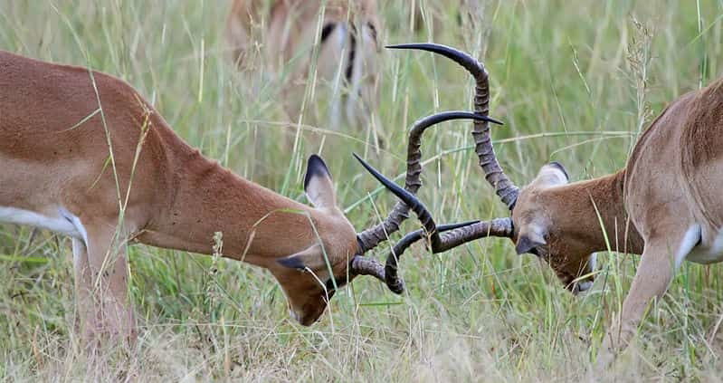 SPOT AFRICAN WILDLIFE
