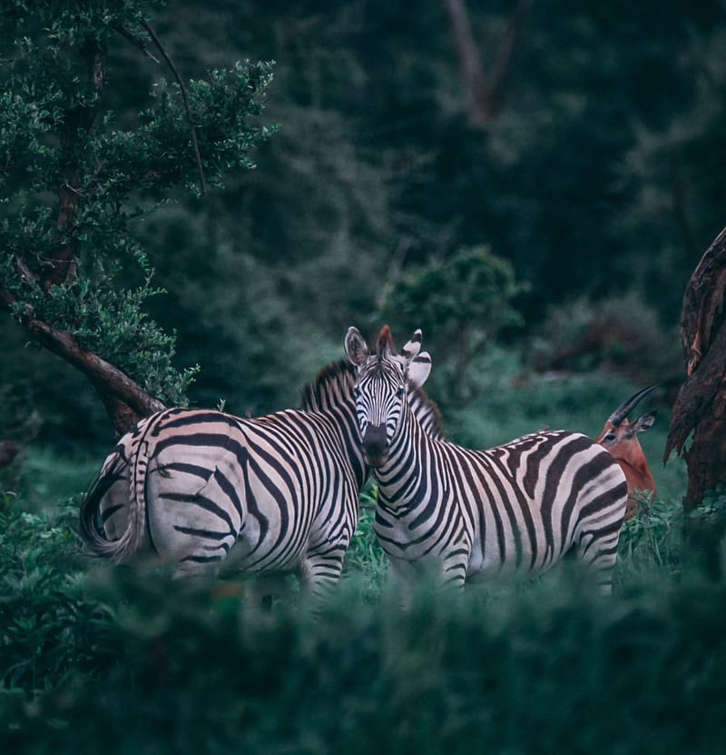 3 DAY  SAFARI
