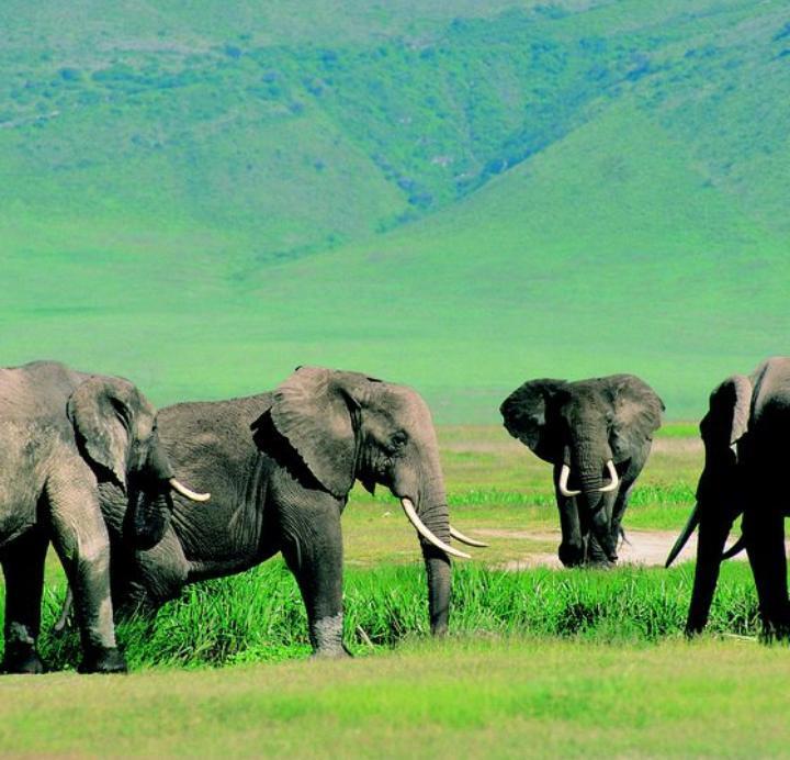 4 DAY PRIVATE SAFARI