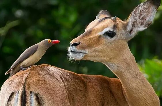 Tarangire, Ngorongoro, Serengeti, Natron, Manyara Safari