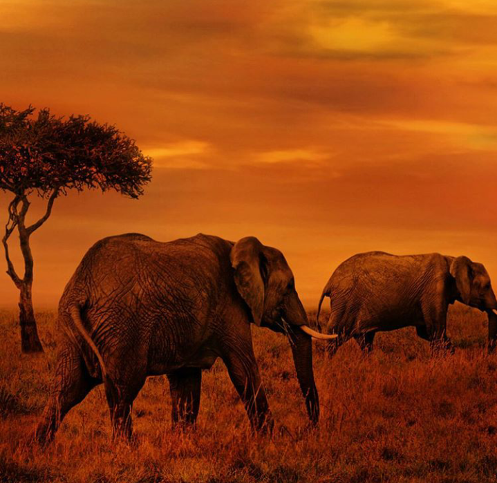 6 Days and 5 Night Northern Circuit Safari