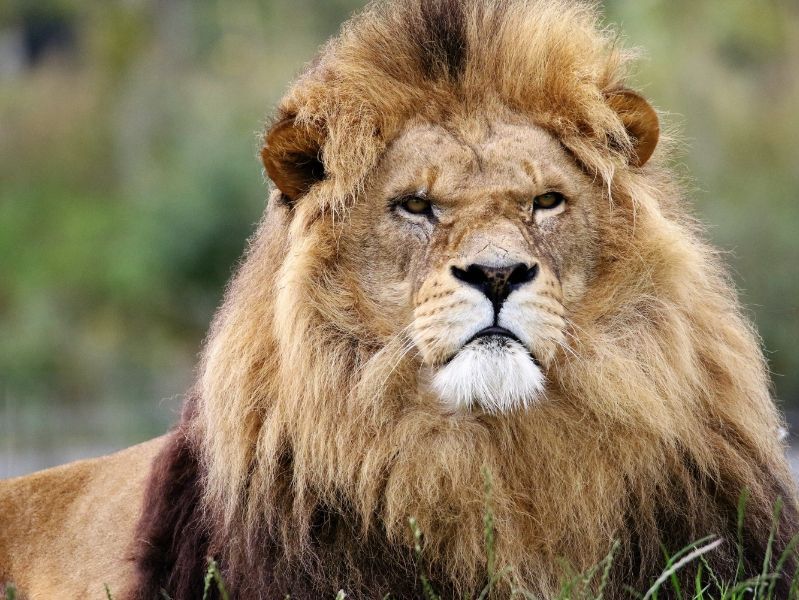 10 DAYS SERENGETI WILDEBEEST MIGRATION SAFARI