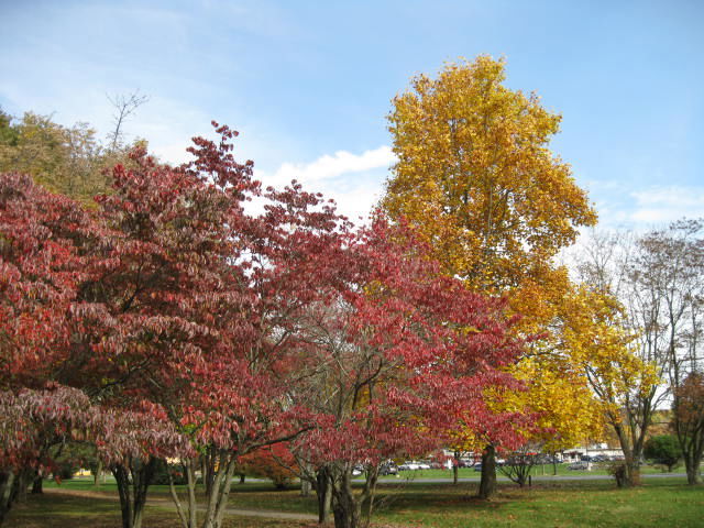 Trees & Shrubs