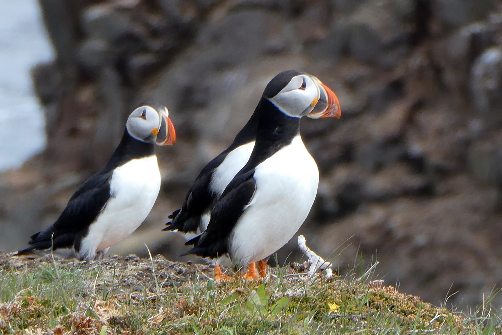 Canada / Newfoundland 