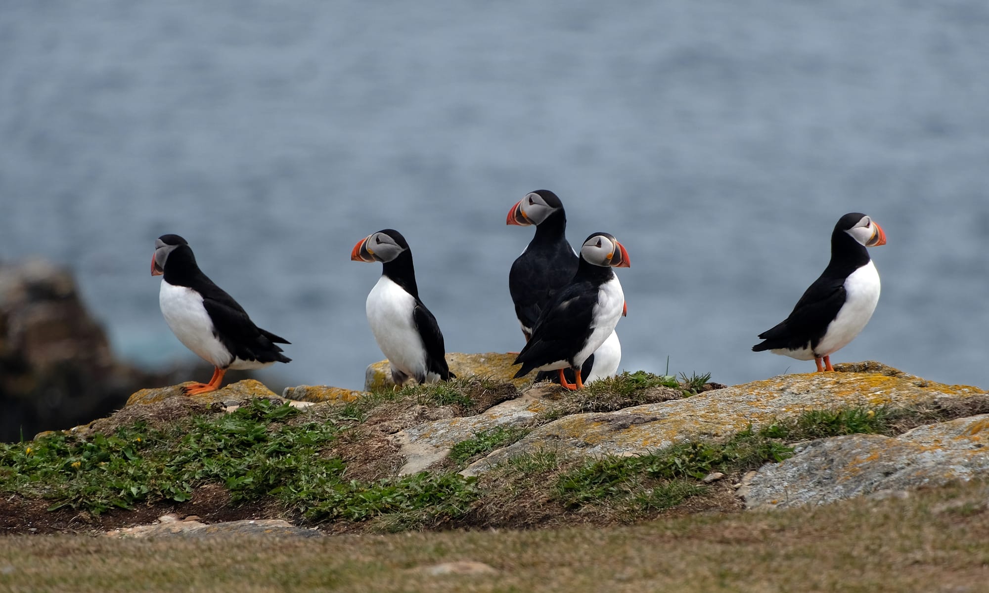 Canada / Newfoundland 