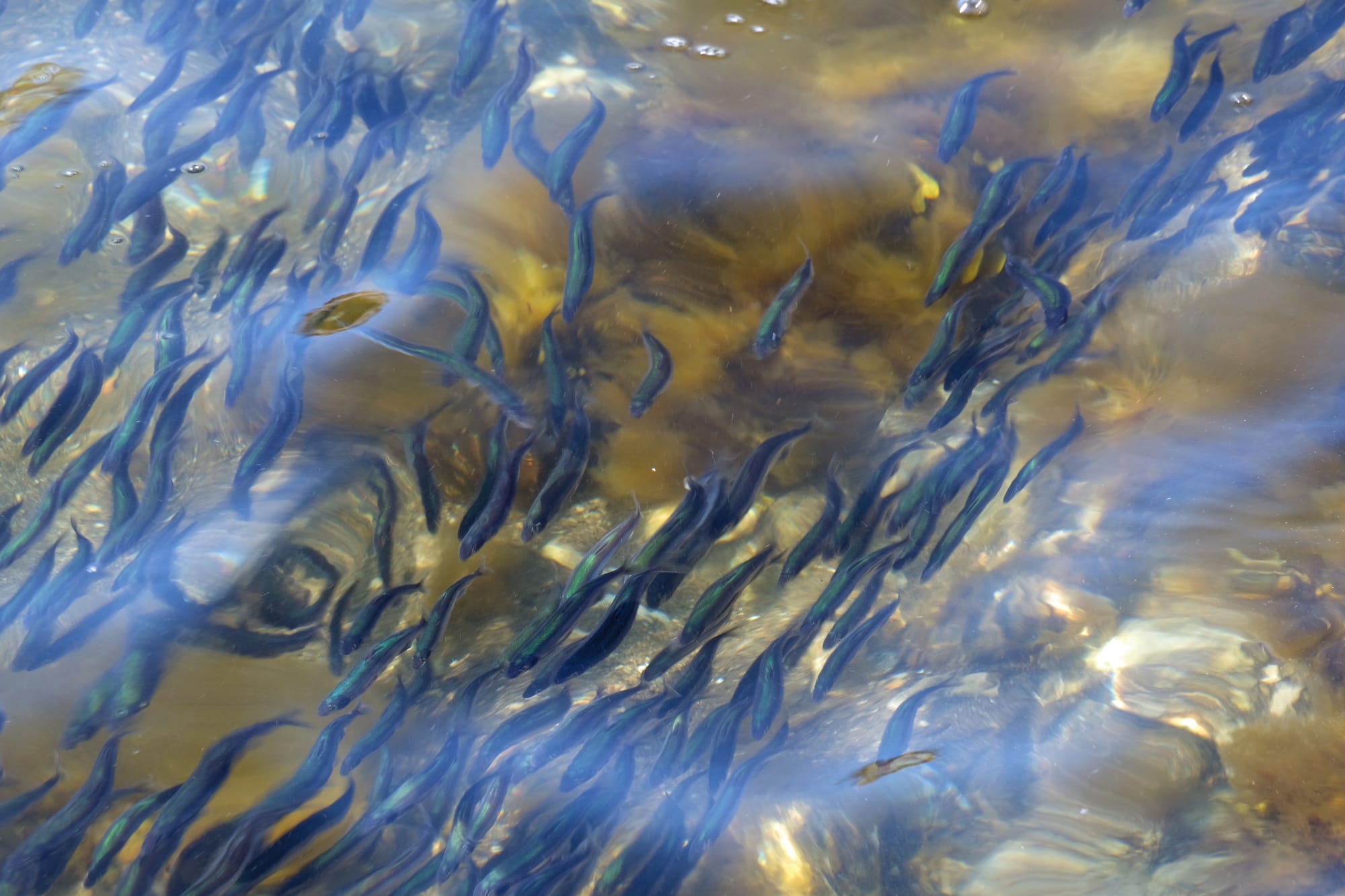 Canada / Newfoundland 