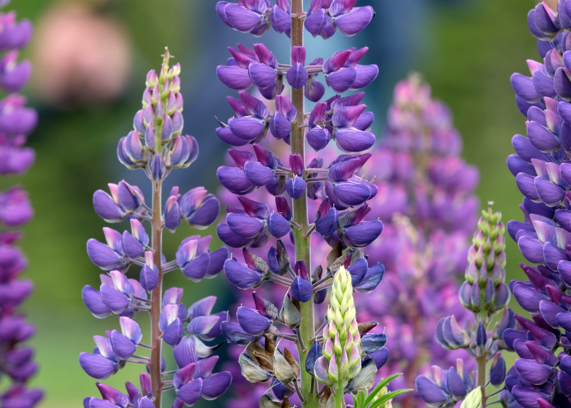 Canada / Newfoundland 