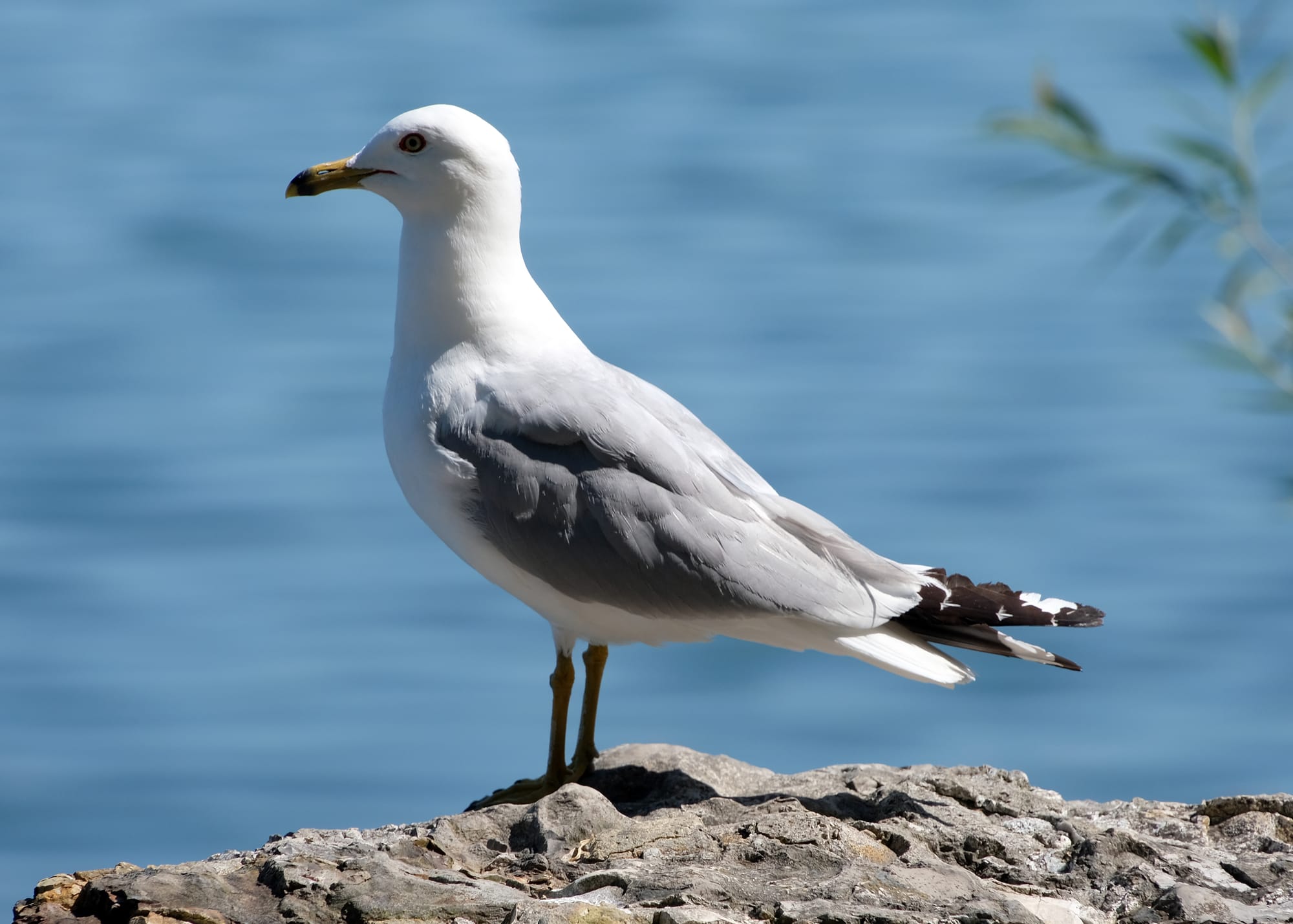 Canada / Newfoundland 