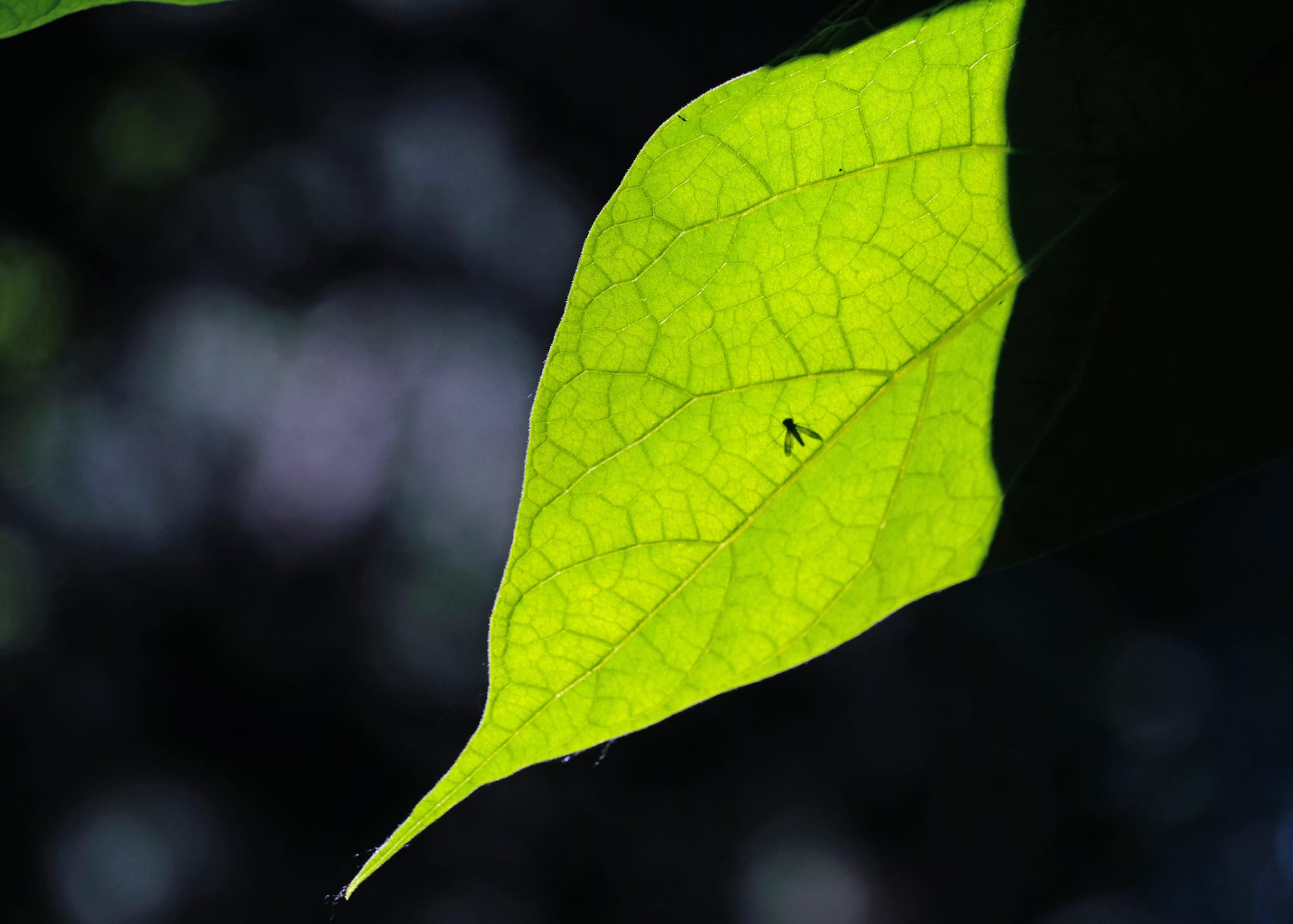 Canada / Newfoundland 