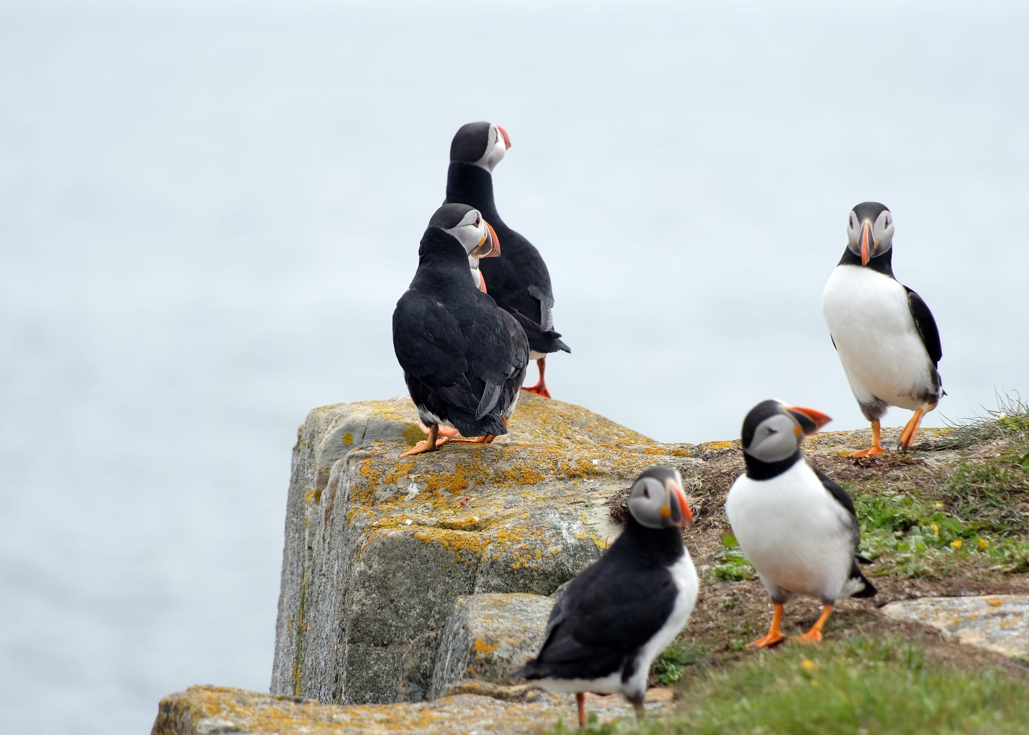 Canada / Newfoundland 