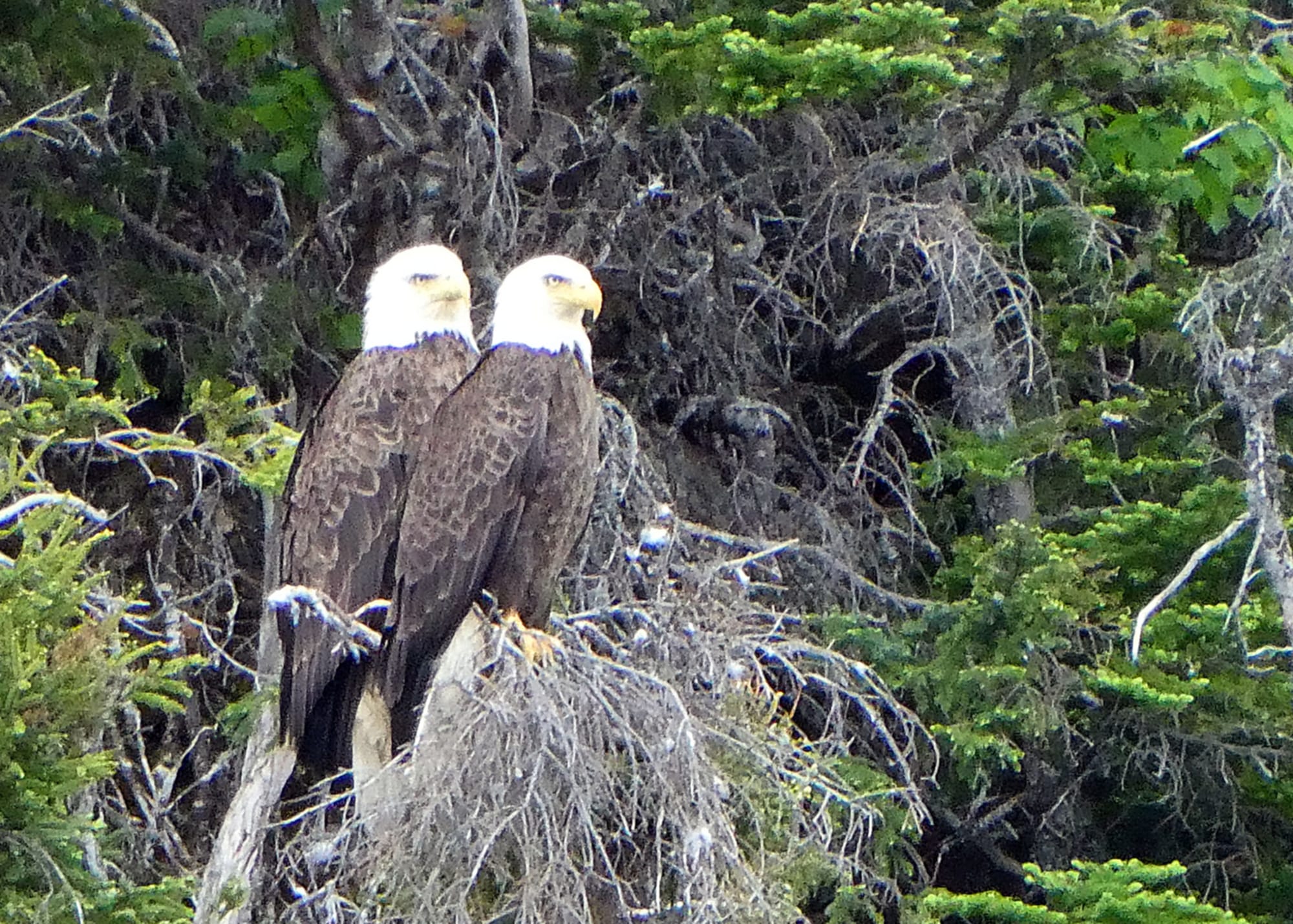 Canada / Newfoundland 