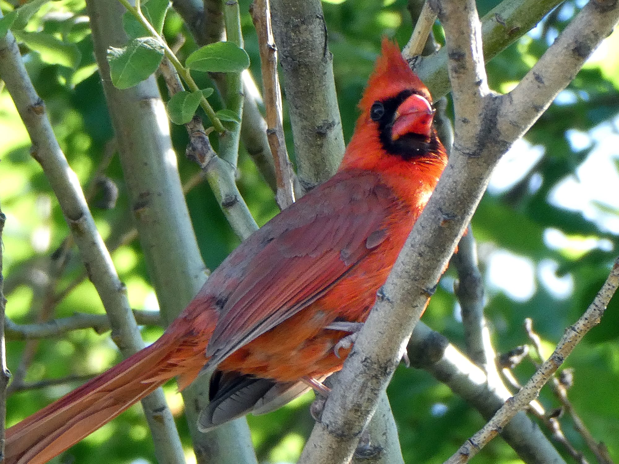 Canada / Newfoundland 