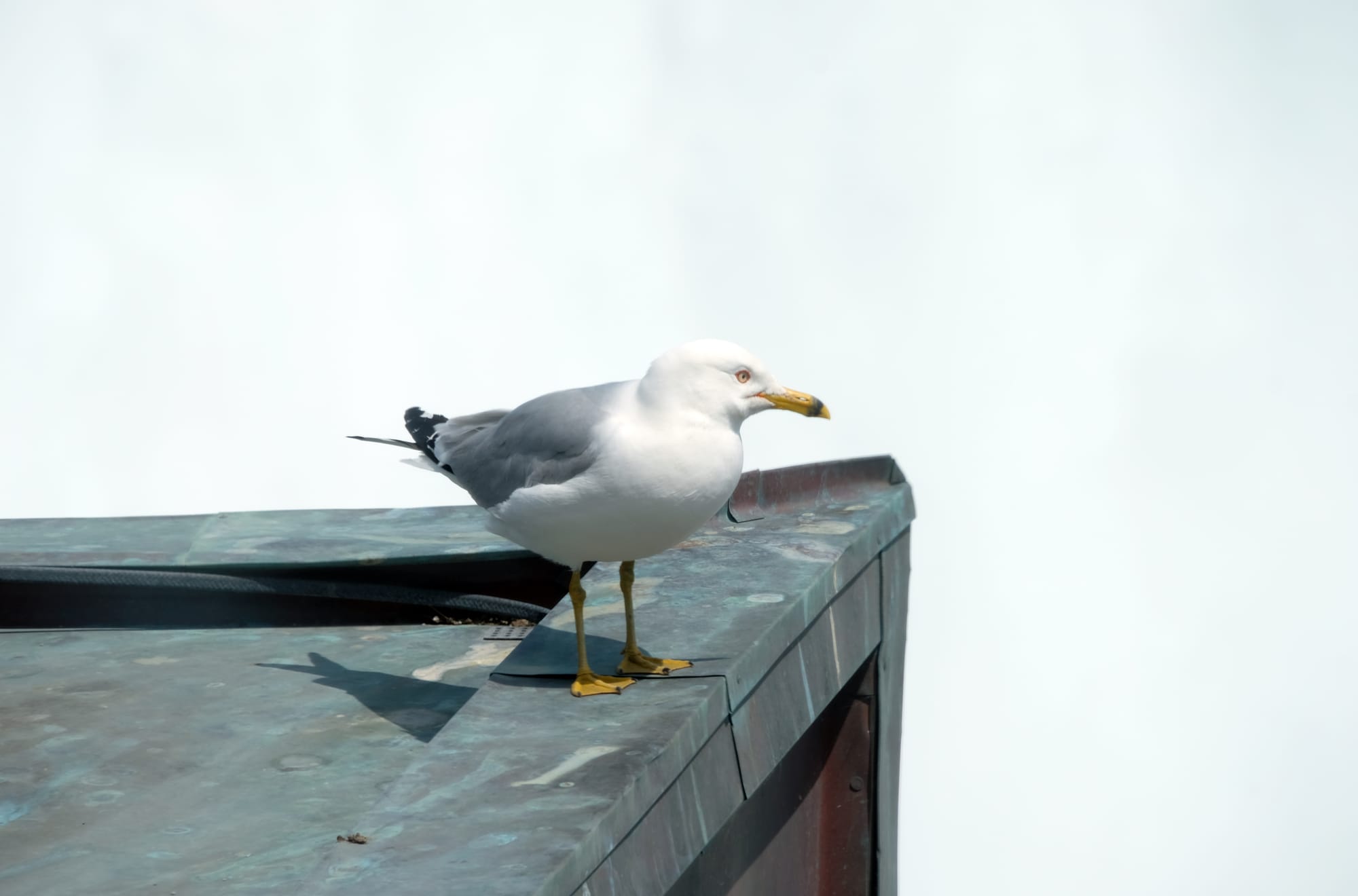 Canada / Newfoundland 