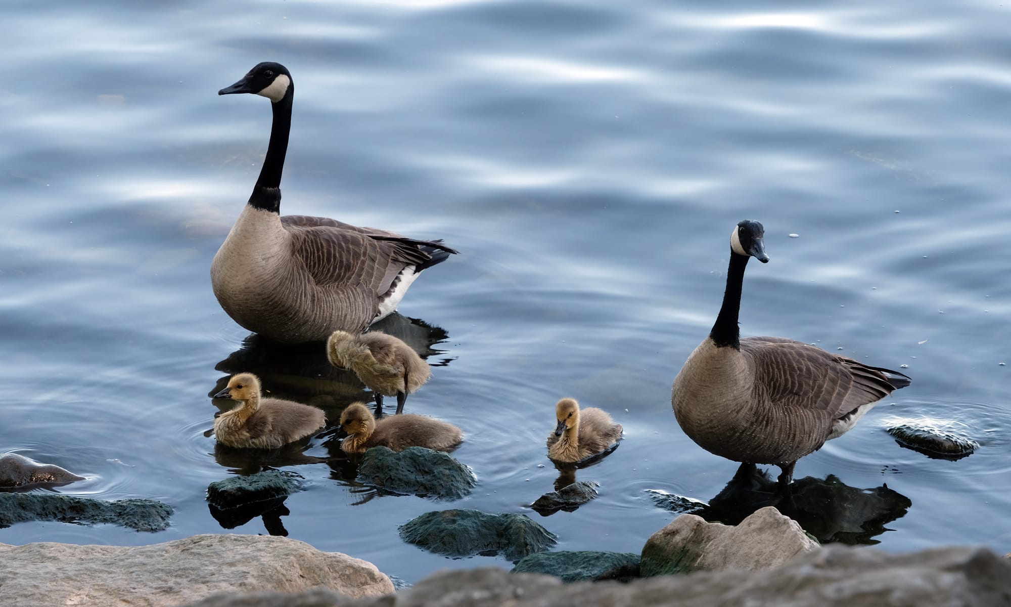 Canada / Newfoundland 