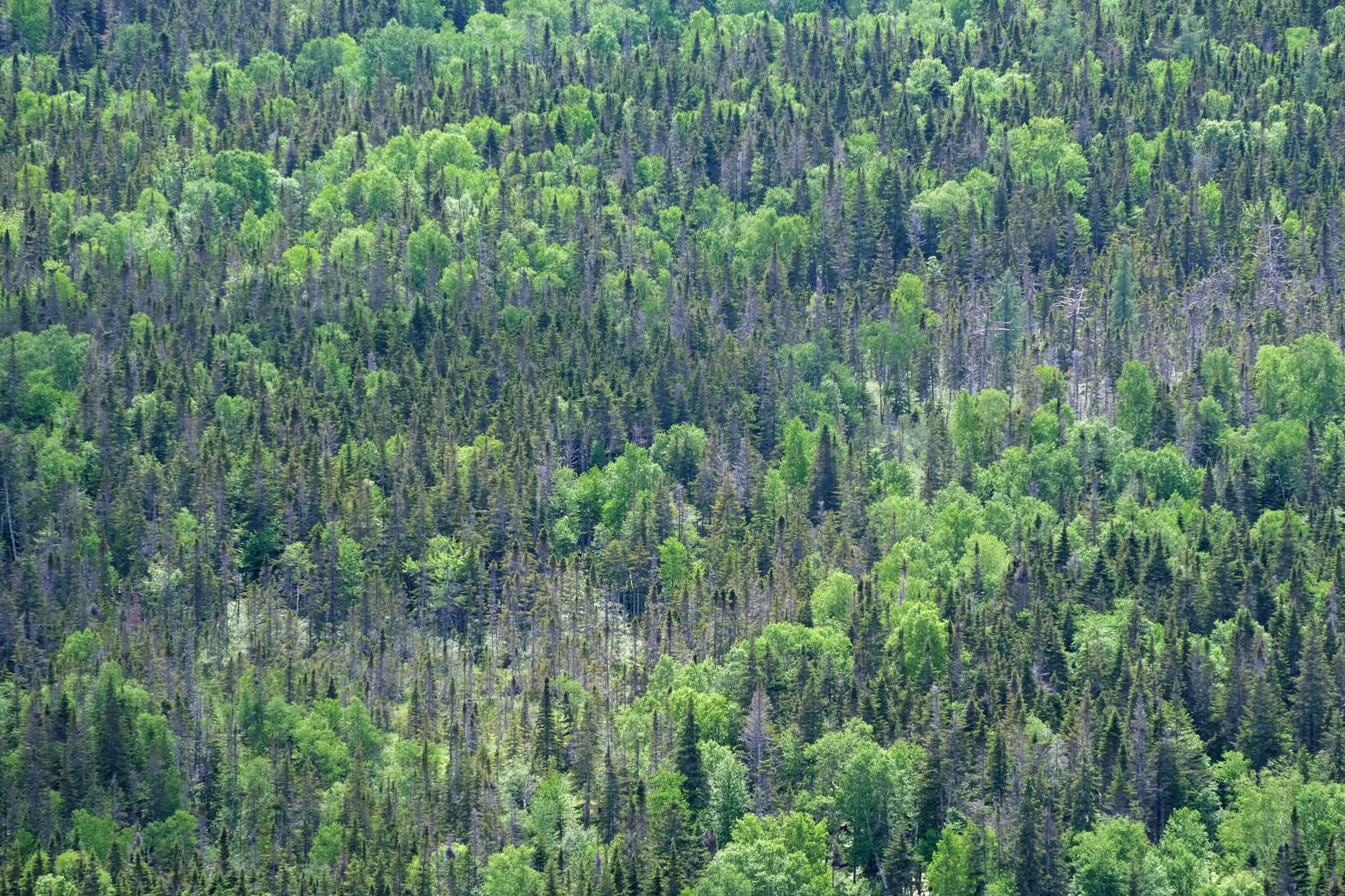Canada / Newfoundland 