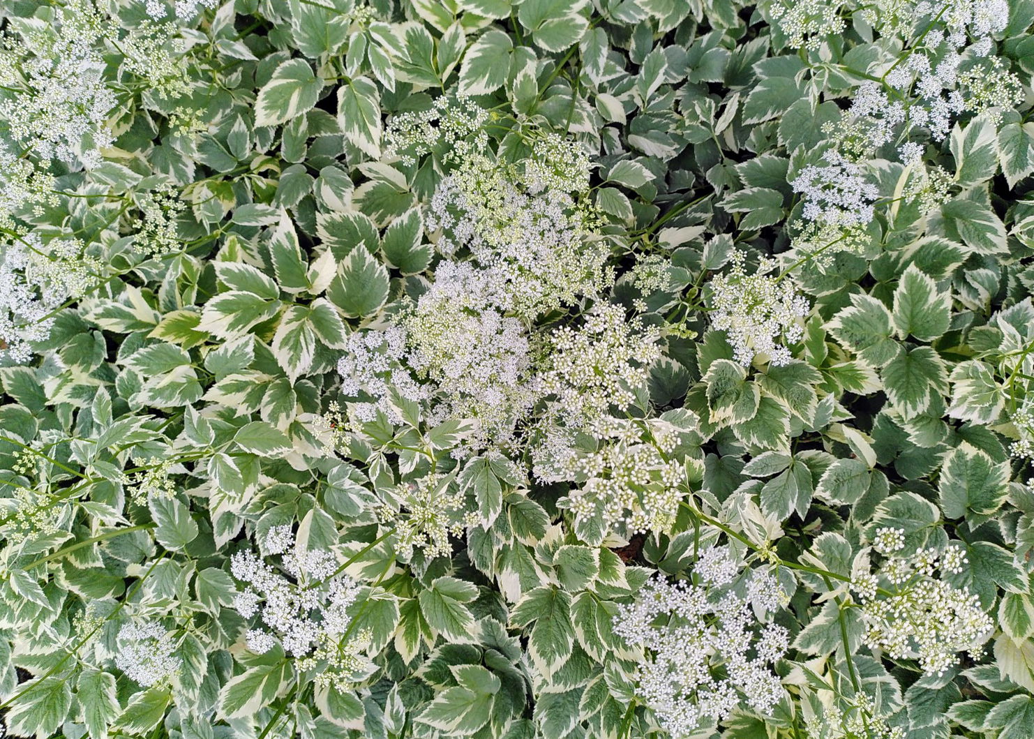 Canada / Newfoundland 