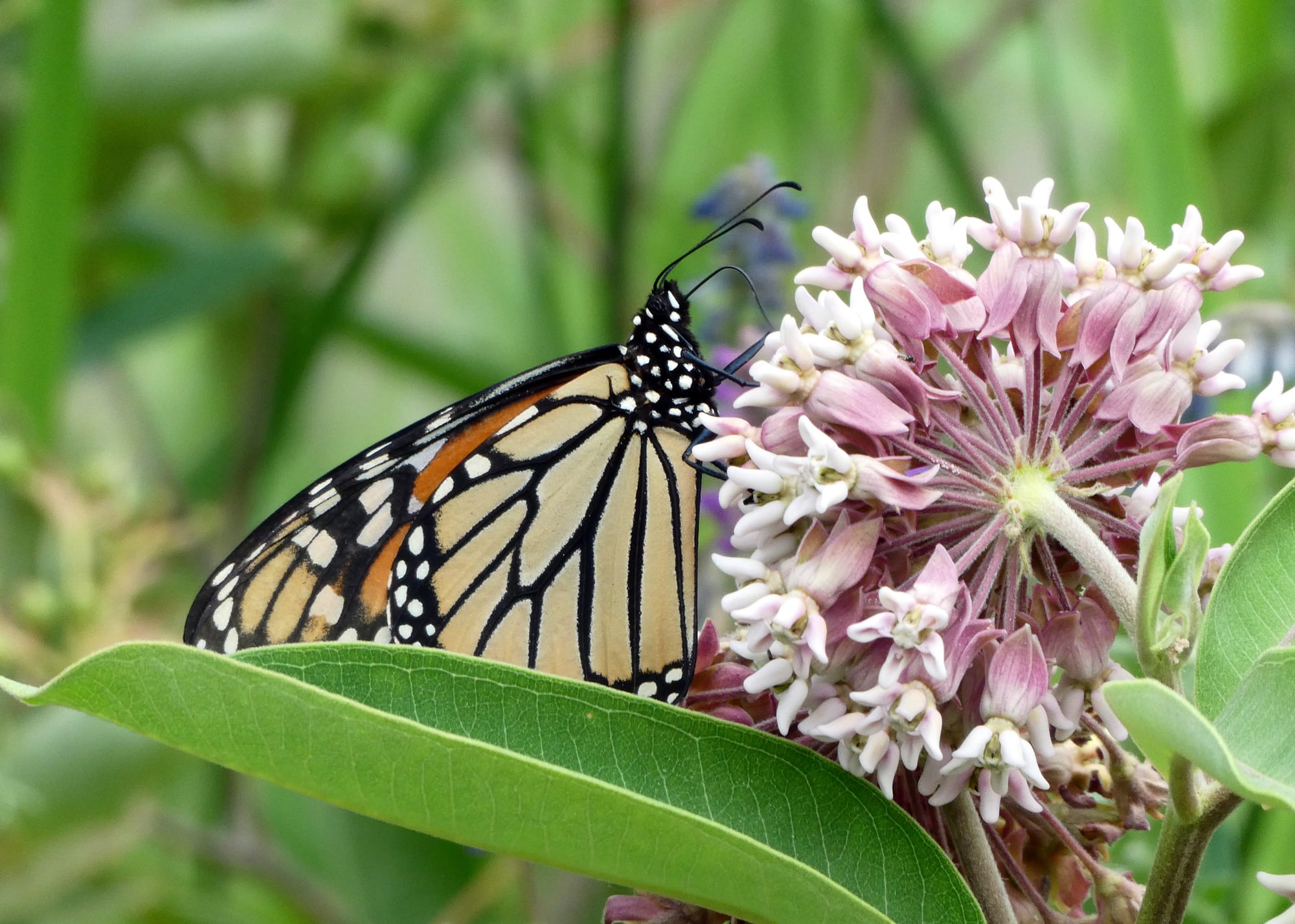 Canada / Newfoundland 