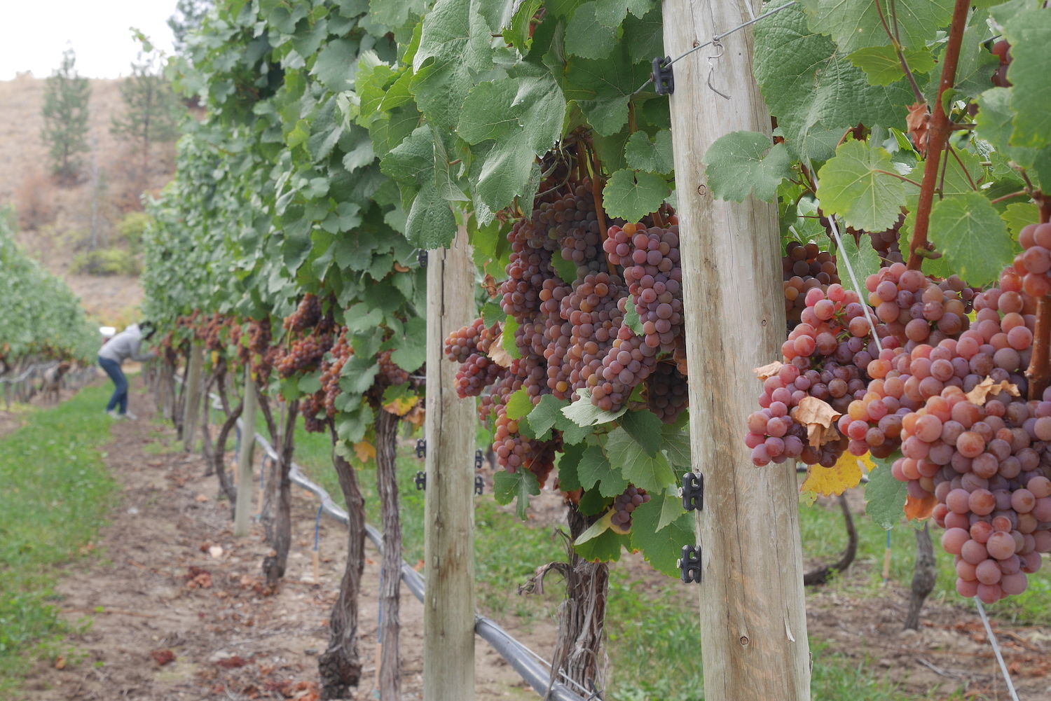 Camelot Vineyards