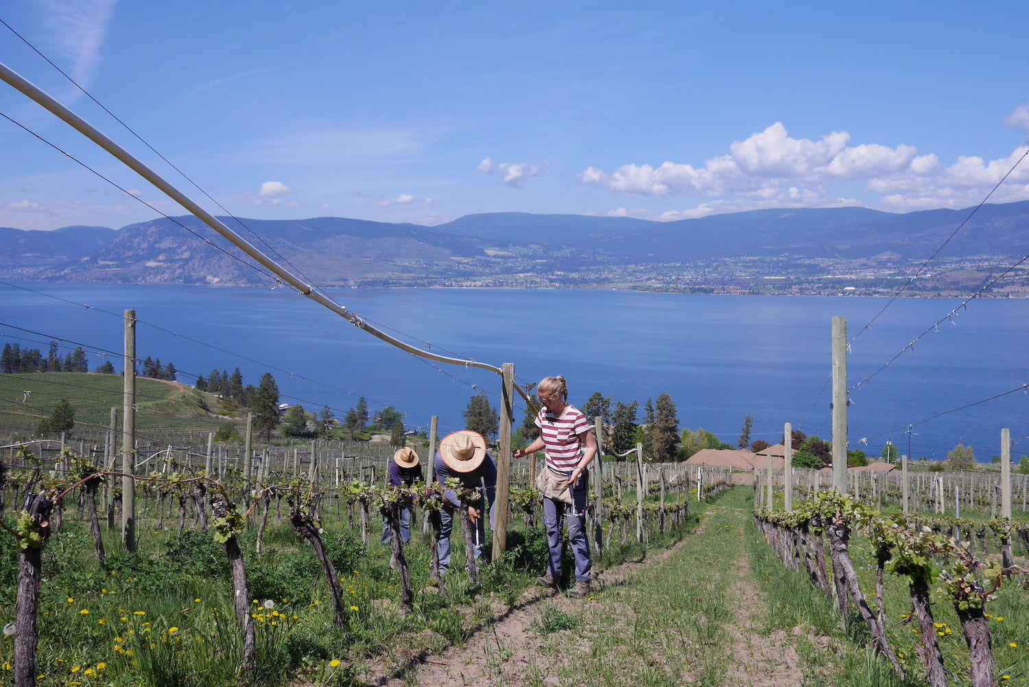 St.Hubertus & Oak Bay Estate Winery