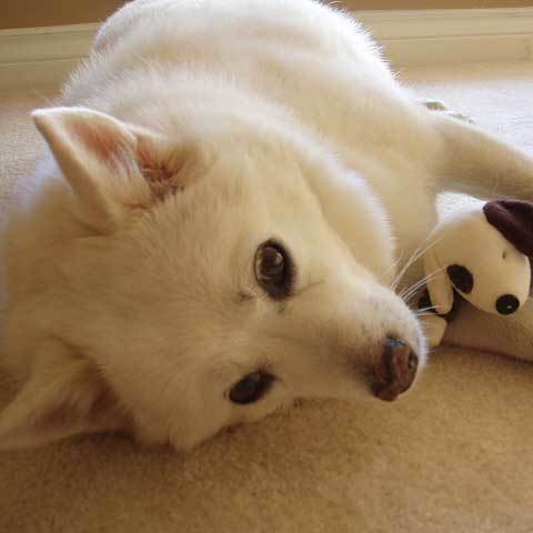 我が家の愛犬ケンケンの想い出