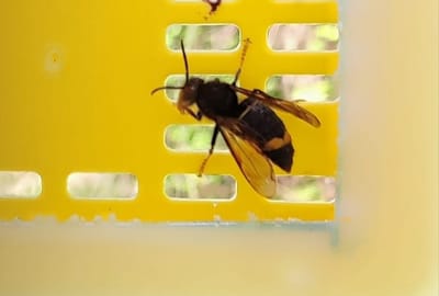 Piégeage frelons asiatiques