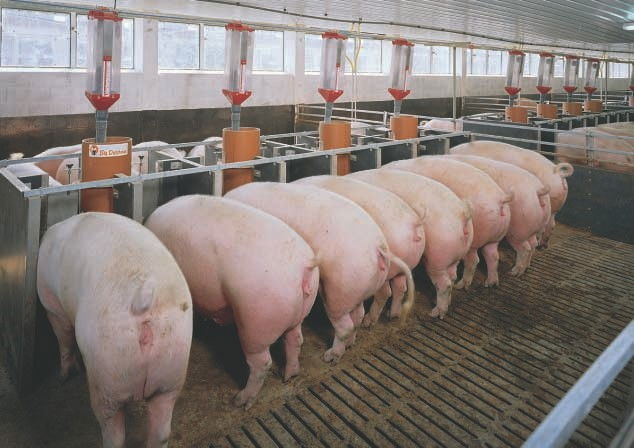 PIGGERIES