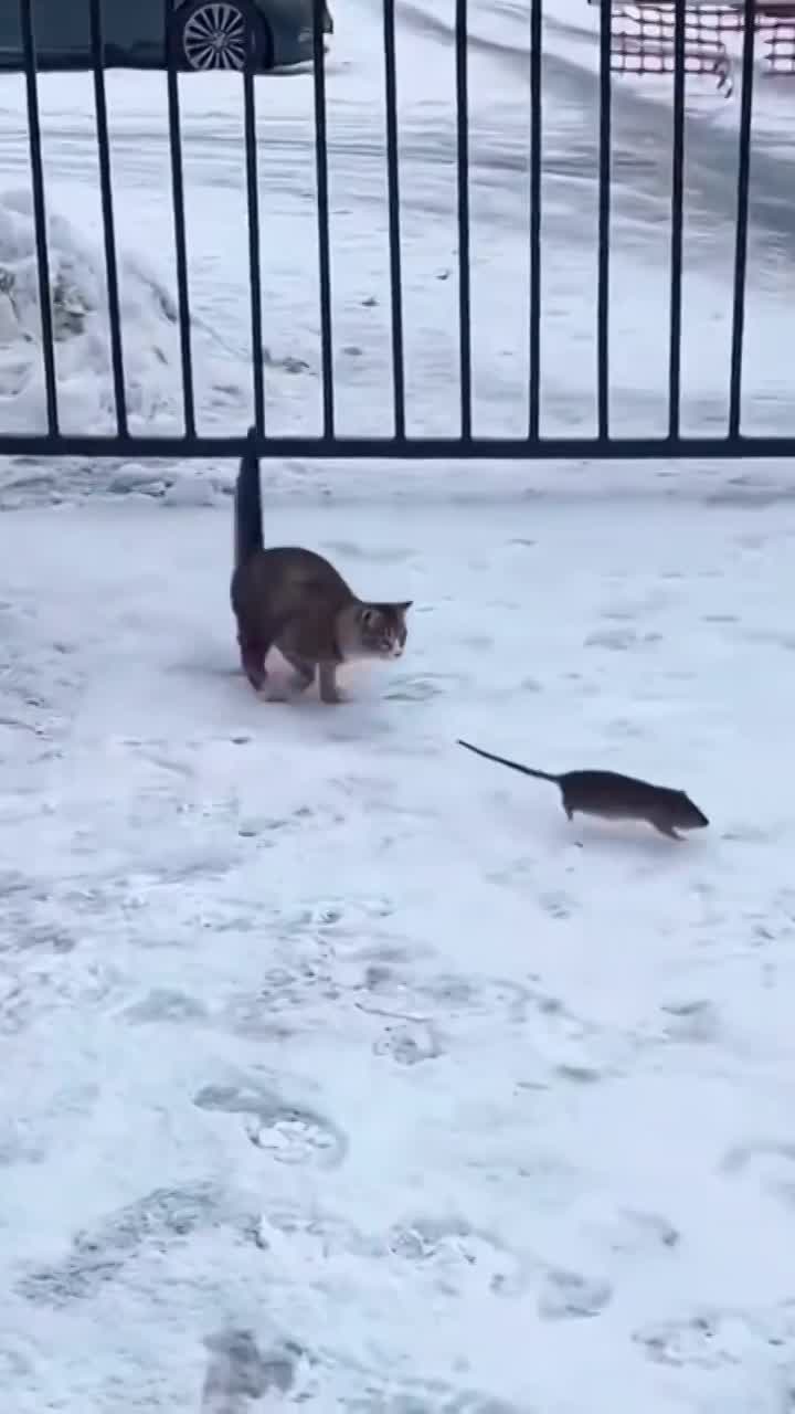 Cat and mouse comedy