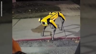 A la manera del "Espejo Negro" ... un perro robot exige la preservación de las reglas del distanciamiento social