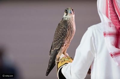 Un saudí vende su halcón a un precio fantástico: la coincidencia fue el motivo