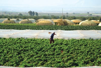 PODCAST: JORDAN AGRICULTURAL WORKERS WIN RIGHTS@WORK!